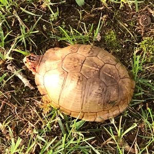 Meet your Posher, Ernest